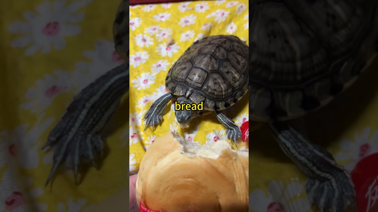 How to gain the trust of turtle