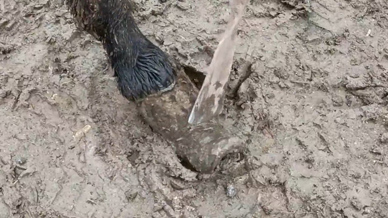 3 years of untrimmed donkey hooves. It's too long! Walking is too