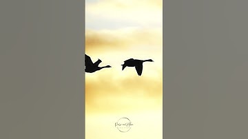 Harmony of the Soul: Relaxing Music for Deep Peace and Tranquility
