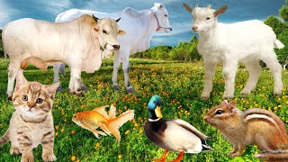 Farm Familiar Animals  Duck,Cat, Squirrel,Cow,Goat,Fish, And Others Animals Sounds  Animal Moments