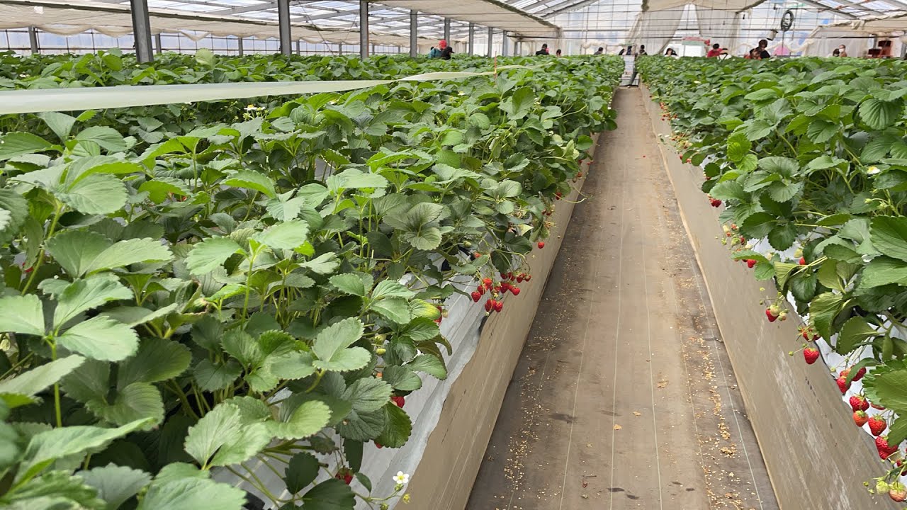 Strawberry picking in yokohama YouTube