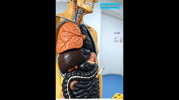 What Happens Inside Your Body When You Smoke a Cigarette (3D Animation)#anatomy