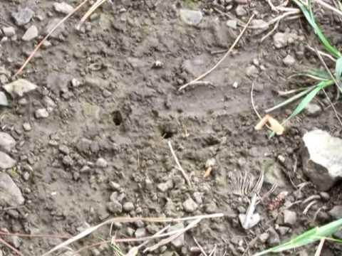 ტყვიის ძალა