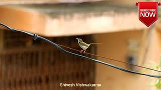 Tailor Bird loud call | Singing