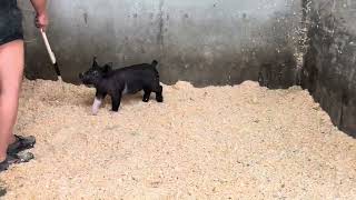8-9 Cross Gilt Update