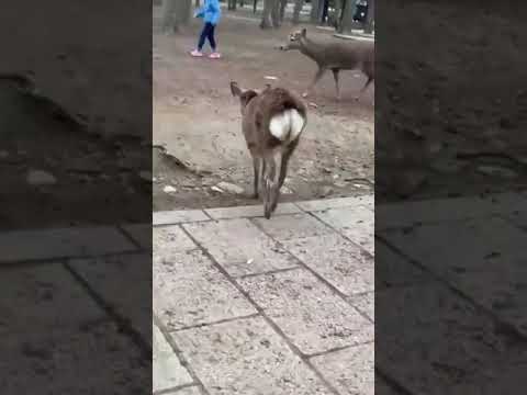 deer chasing a girl
