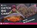 Catch BIG CARP Using Bloodworm!- Kev Hewitt