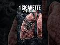 What Your Lungs Really Look Like (You Won’t Expect This)