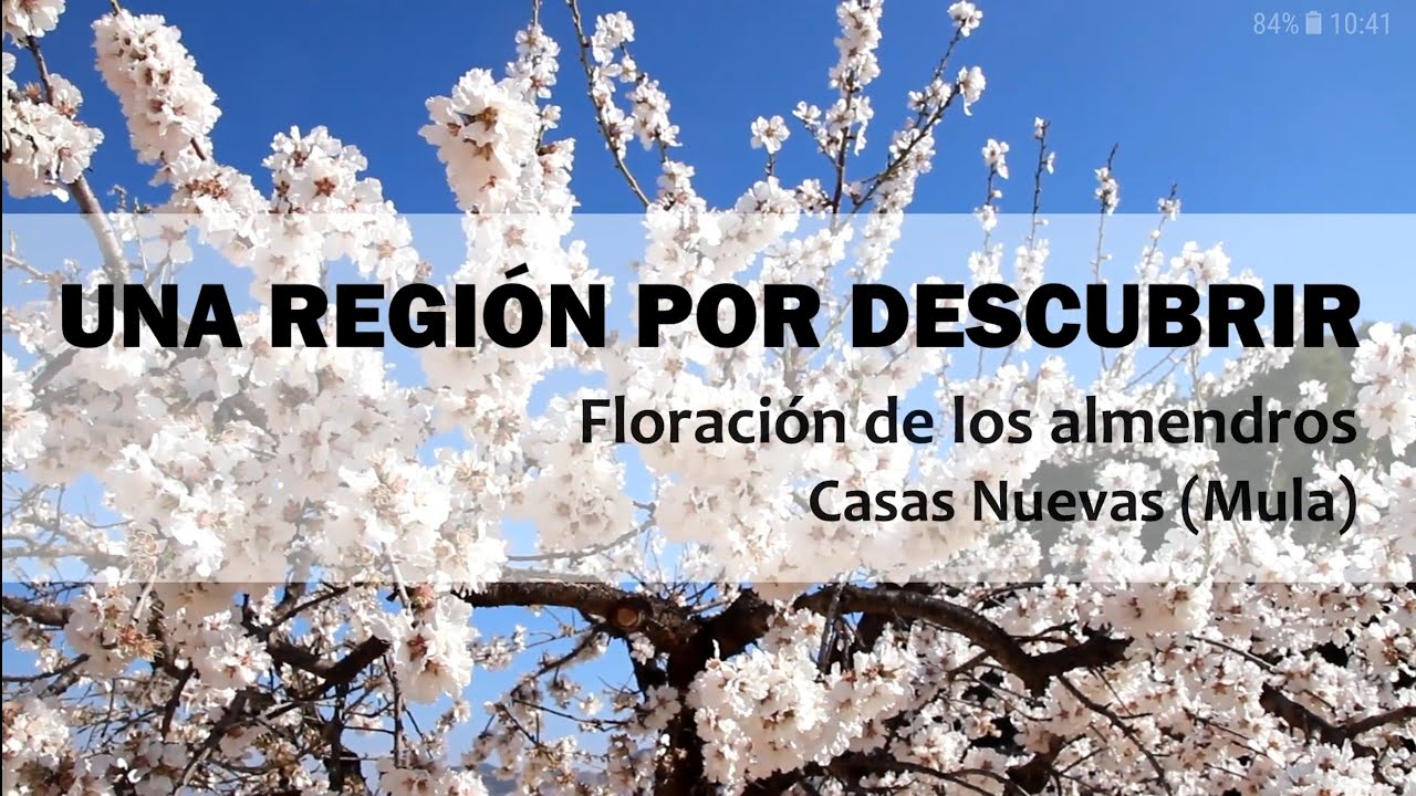 Floración del Almendro. Casas Nuevas (Mula)