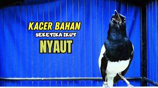 PANCINGAN KACER TERBAIK bikin Semua Jenis Kacer LANGSUNG KONSLET, Terapi Kacer Agar GACOR NGEPLONG
