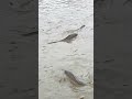 Amazing fish playing in the pond water 🐟💦 | Beautiful nature moment