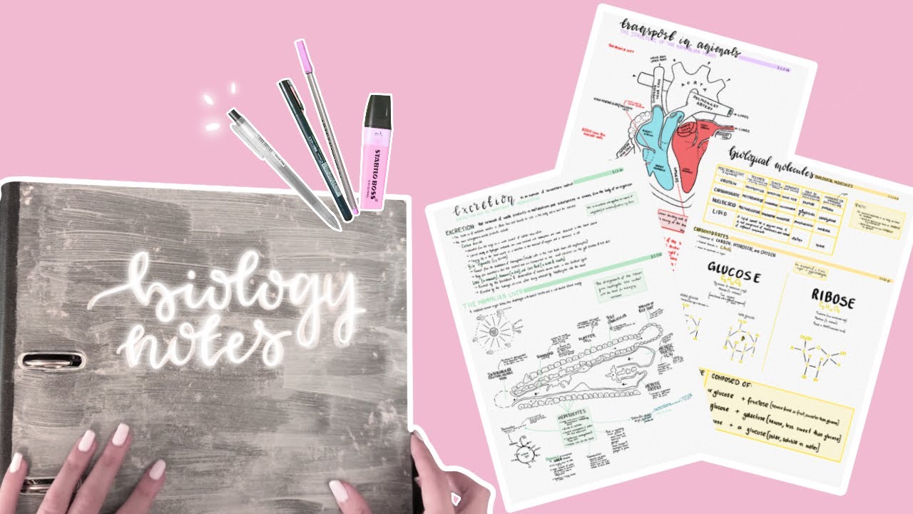 how i organise my a level biology notes + FREE checklist