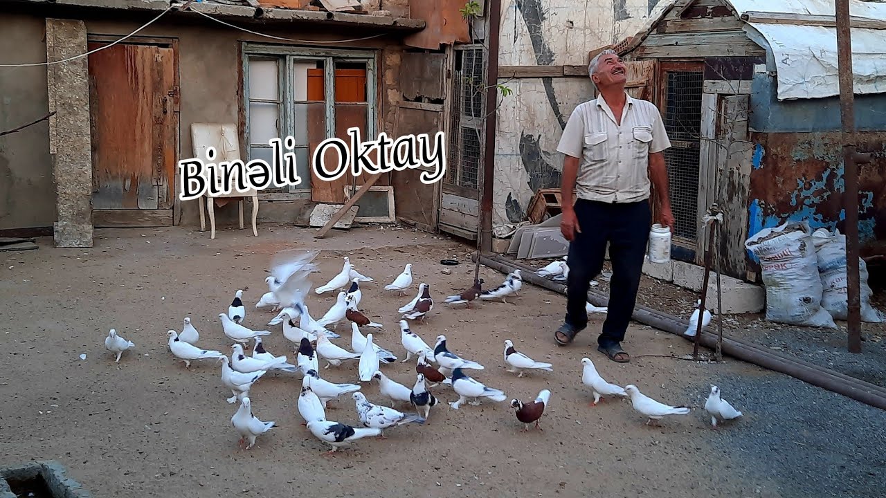 Bineli Oktay Kişinin Goyercinleri #bakigoyercinleri #goyercinler #Бакинскиеголуби2021 #goyercin