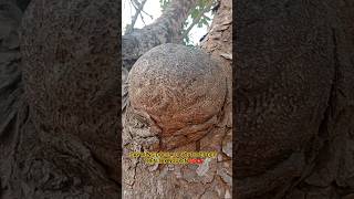 CÂY RỪNG ĐỘC LẠ U BỨU TUYỆT ĐẸP TRÊN TÂY NGUYÊN