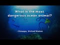 What&#39;s the most dangerous animal in the ocean?