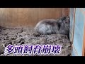 「床に散らばる骨・死骸」部屋には66匹のネコ “多頭飼育崩壊” の現場に密着 どうすれば防げるのか【岡山】