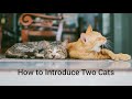 How to INTRODUCE TWO CATS Safely