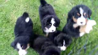 Bernese Mountain Dog Puppies For Sale