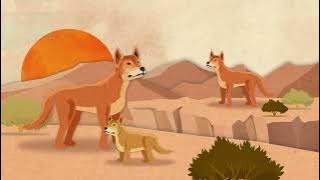 Dingoes - Vital yet villanised