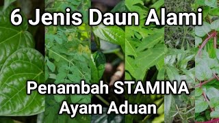 MENINGKATKAN KUALITAS AYAM ADUAN DENGAN DAUN HERBAL