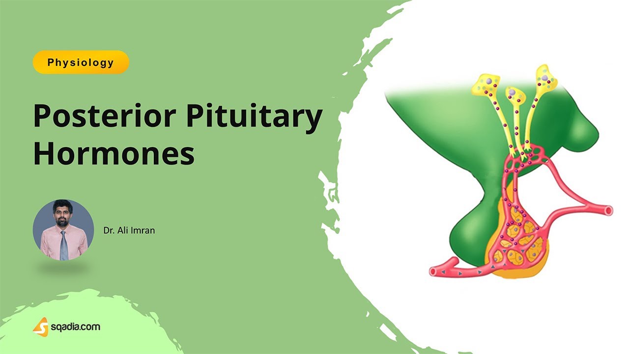 Posterior Pituitary Hormones Introduction | Human Physiology Lecture for Students
