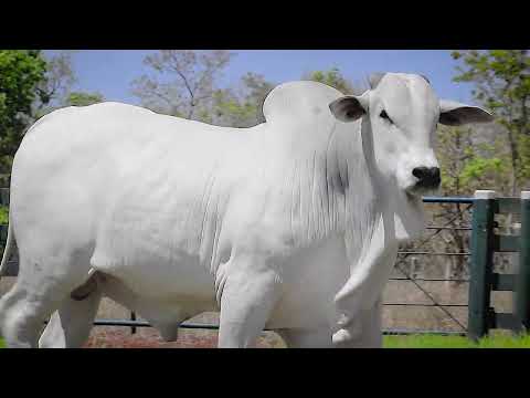 LOTE 22   IMPR94 zap