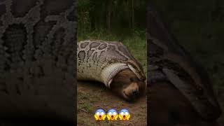 Oha Yılan Ayıyı Yedi