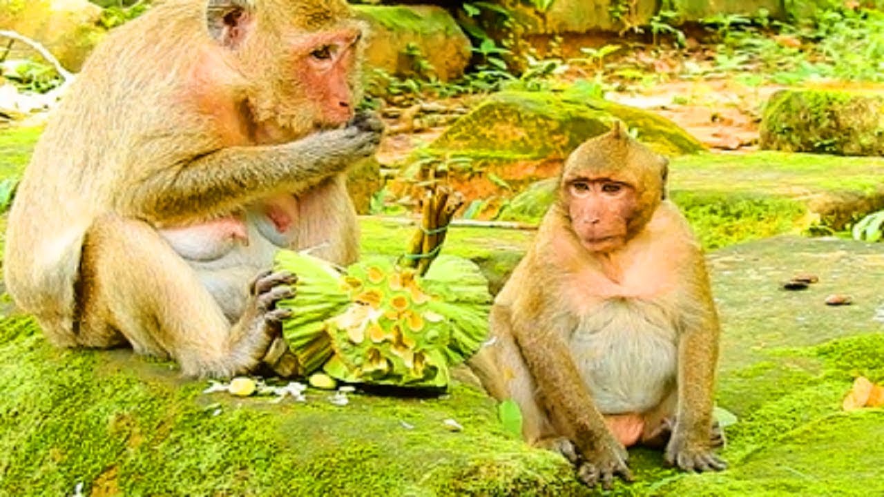 OMG! What's Going On SweatPea? Couldn't See Polly Baby Monkey Any More!