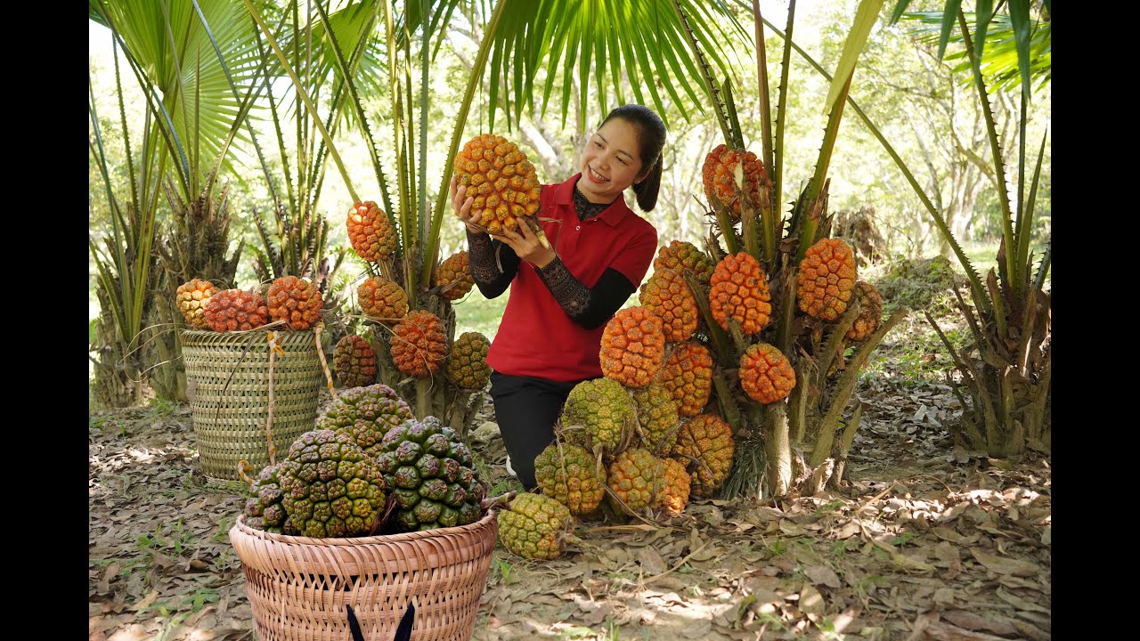 Harvesting in the Wild – How We Make a Living from Nature | Tieu Sam Free Bushcraft