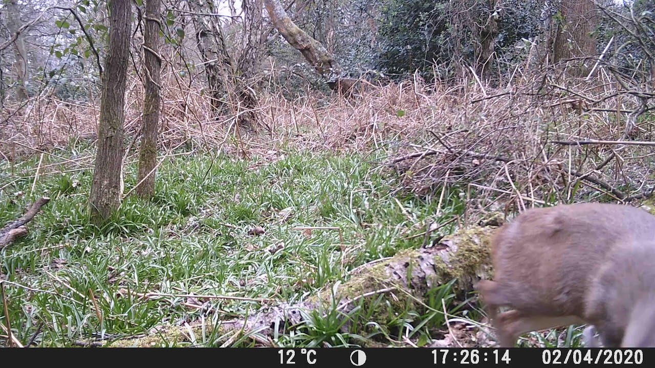 Camera Trap Footage - Muntjac Deer (Muntiacus reevesi)