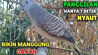 Suara perkutut betina memanggil jantan - pancingan burung perkutut agar cepat bunyi