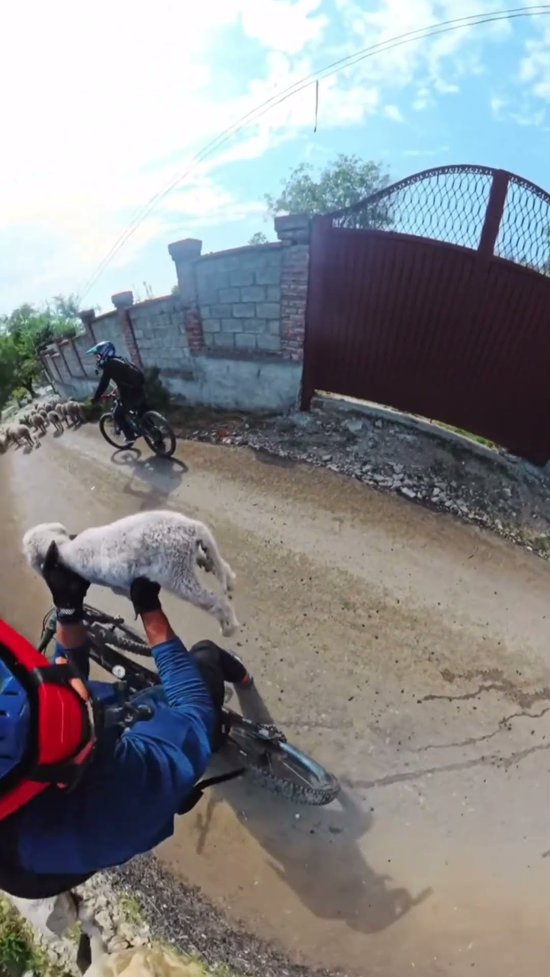 injured lamb rescue on the mountain #shortsvideo