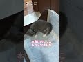 【猫の日常】ペットシーツでおしっこするネコちゃん♪【トイレシート】#shorts #funny #pets