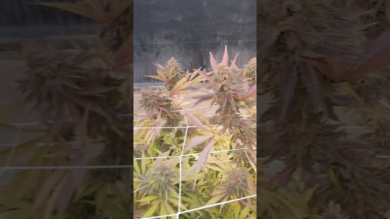 Nigerian nightmare Reeferman seeds.