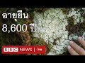 รู้จักกับ &quot;ไลเคน&quot; สิ่งมีชีวิตที่อายุยืนที่สุดในโลก - BBC News ไทย