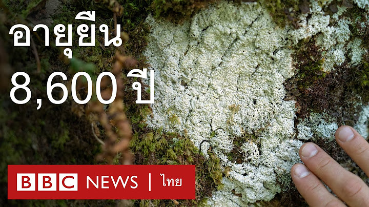 รู้จักกับ "ไลเคน" สิ่งมีชีวิตที่อายุยืนที่สุดในโลก - BBC News ไทย