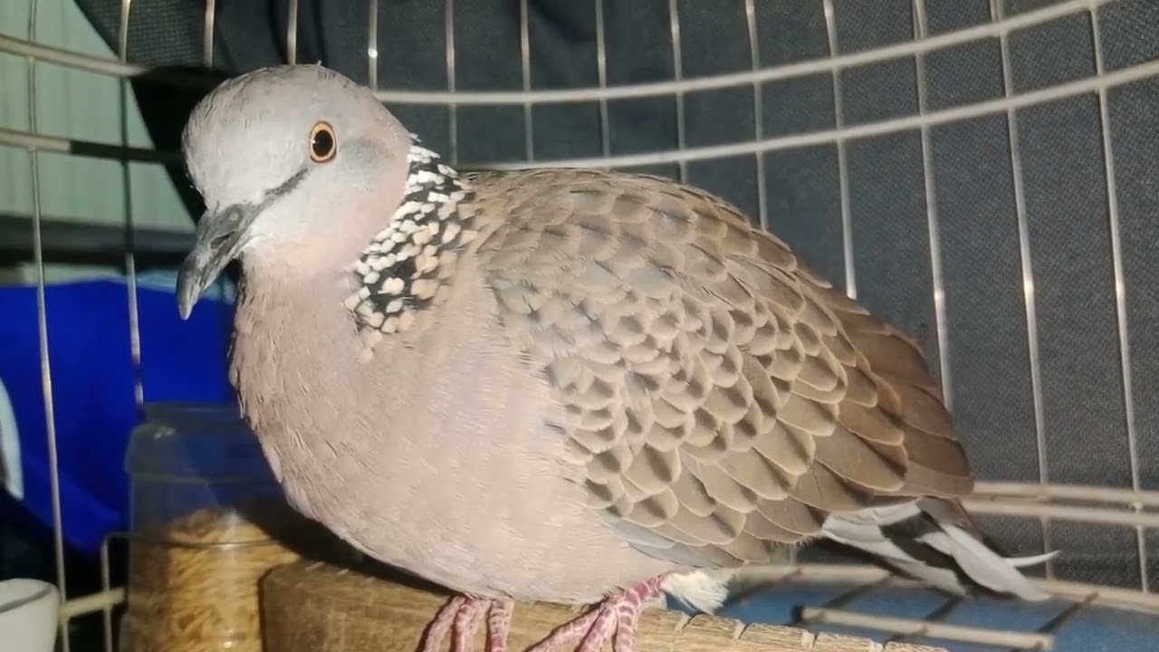 Clip Giải trí, Chúc Ae Đam Mê Buổi Tối Thật Nhiều Sức Khỏe 