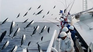 Amazing Fast Bluefin Tuna Fishing Skill Too Many Fish...Catching Fish Big on The Sea