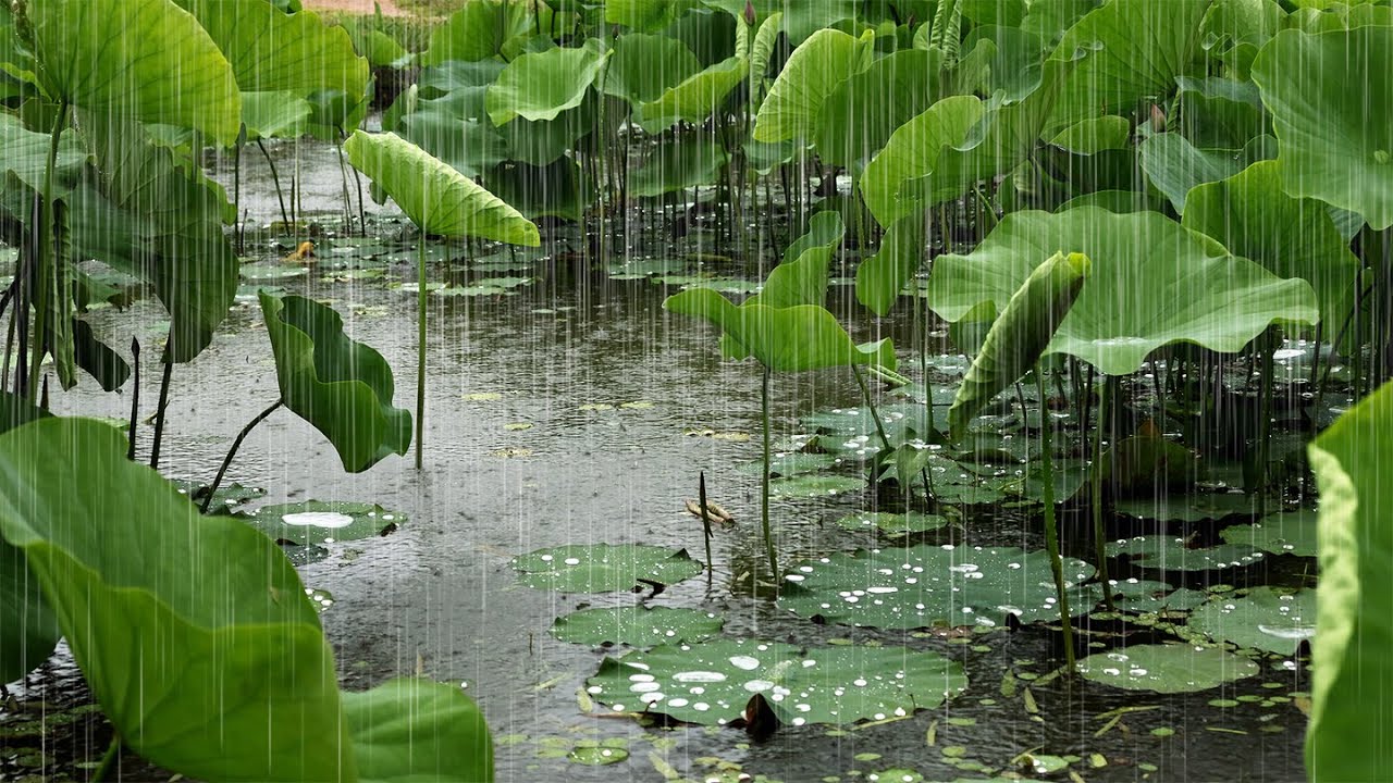 Прохладные звуки воды и дождя для сна | быстро заснуть | Бессонница АСМР