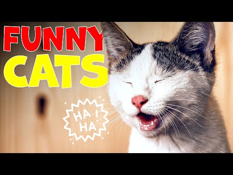 FUNNY CAT COMPILATION | CUTE ANIMALS WORLD
