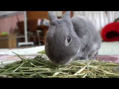 Usagi ふうた