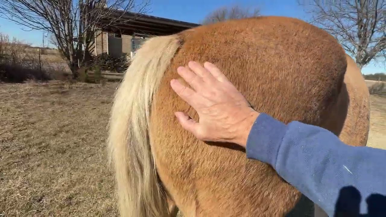 Кормление лошадей по ветру, чтобы их задняя часть могла его заслонить.