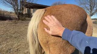 Feeding Horse With The Wind So Their Butts Can Block It