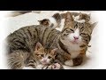 【感動】瀕死の母猫が最後の力を振り絞り子猫のためにしたことは…【世界が感動！涙と感動エピソード】