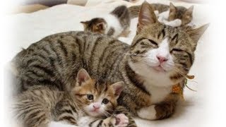 【感動】瀕死の母猫が最後の力を振り絞り子猫のためにしたことは…【世界が感動!涙と感動エピソード】