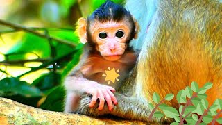 The peaceful life of the wild monkey family is The cutest tiny baby monkey.