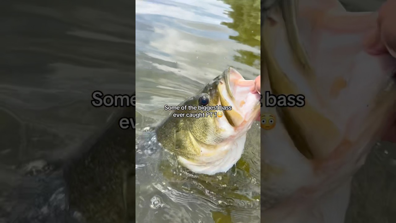 Some of the BIGGEST bass EVER caught! (PT 1) 