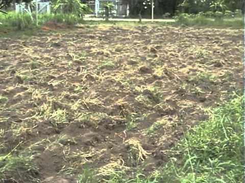 วีดีโอ: สโมสรเกษตรธรรมชาติปีเตอร์สเบิร์ก