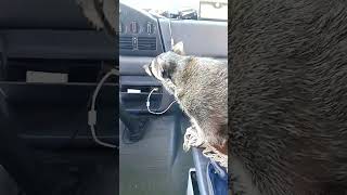 как жизнь? #животные #енотик #полоскун #путешествиесживотными #raccoon