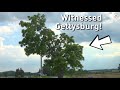 Witnesses to History: The Gibbon Tree and the Battle of Gettysburg